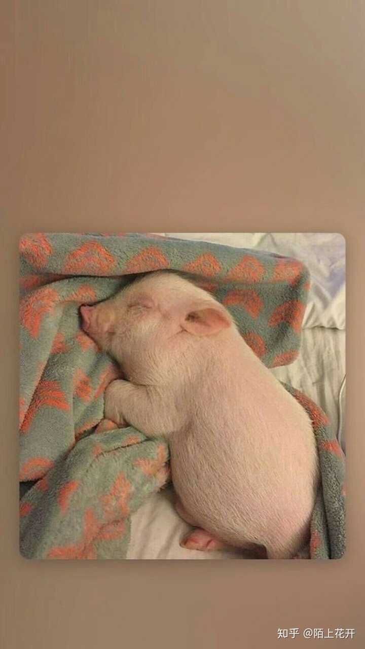 救救孩子吧╭(°a°`)╮想和猪猪睡得一样香