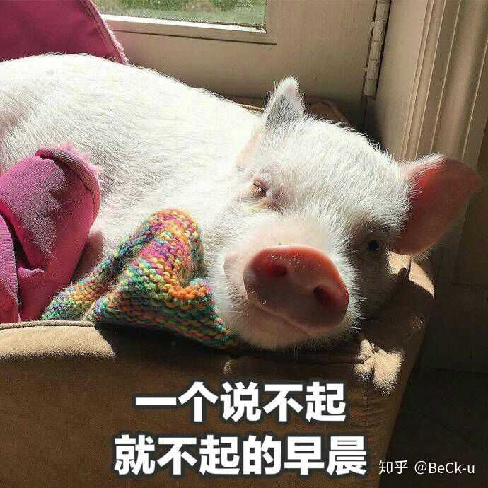 有哪些猪的搞笑图片或者表情包?