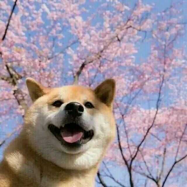 一只猫和一只狗的情侣头像