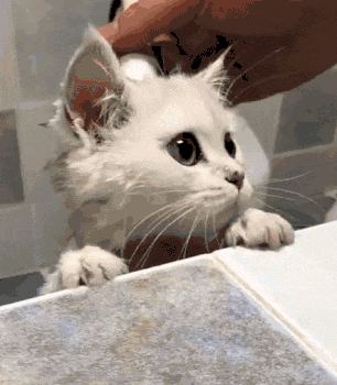 有哪些超级可爱的猫的照片或视频?