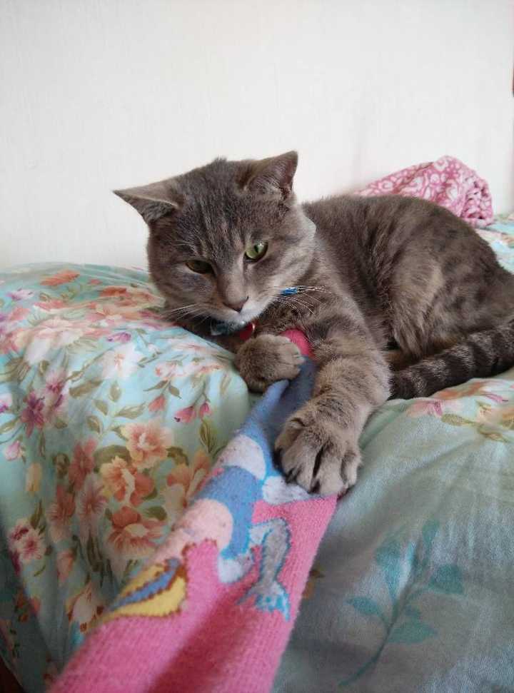 养一只灰色土猫(不是狸花猫)是一种什么样的体验?