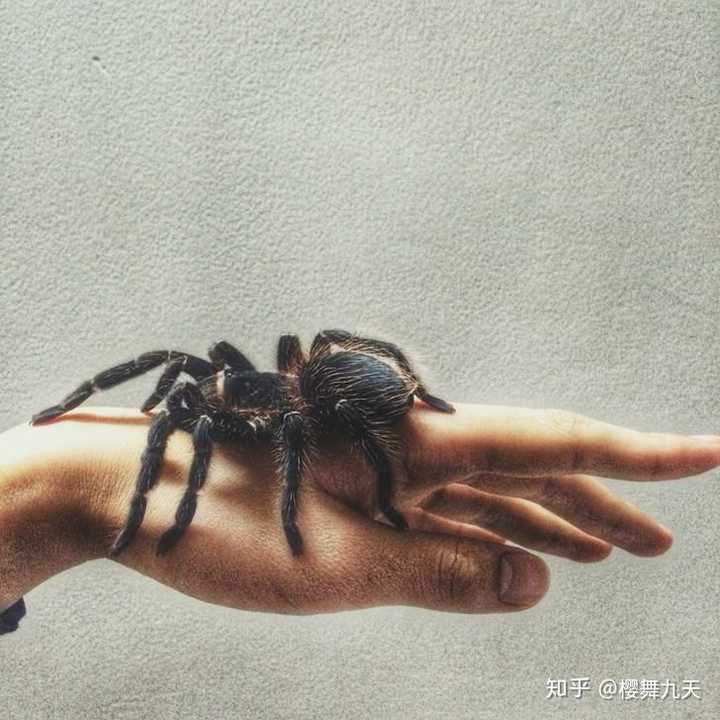 巴西所罗门捕鸟蛛