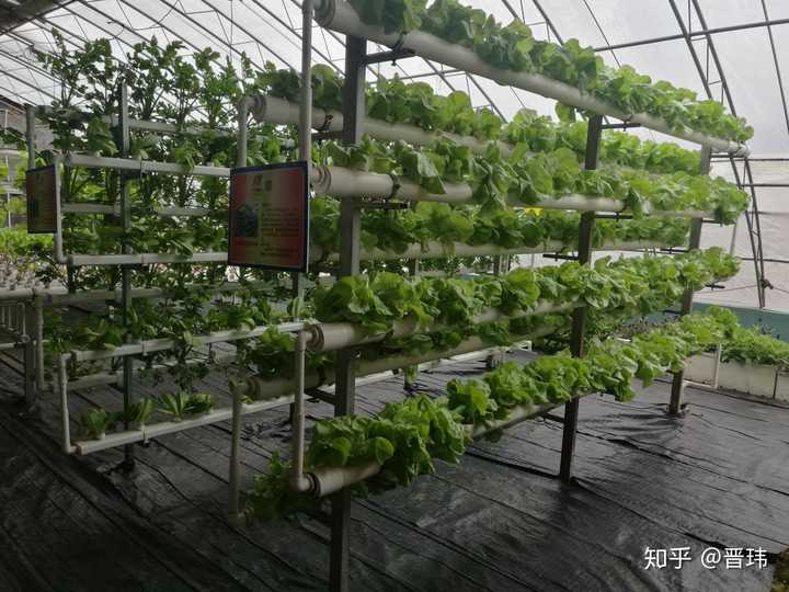 一般超市的蔬菜还是土壤种植,但是,叶菜有可能是无土栽培,小番茄是