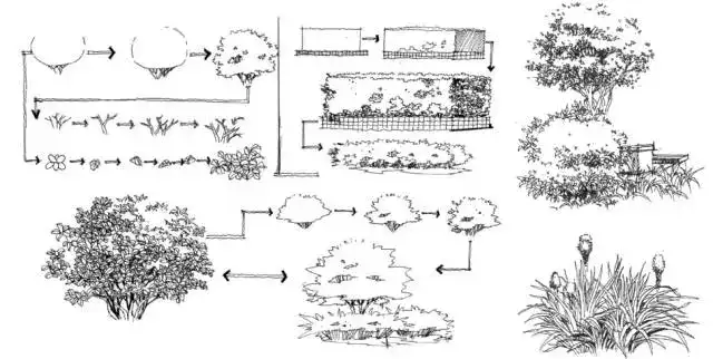 单株灌木的画法与乔木相似,应体现其分枝多且分