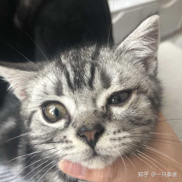 猫咪一只眼睛流眼泪,睁不开,时好时坏是什么原因?