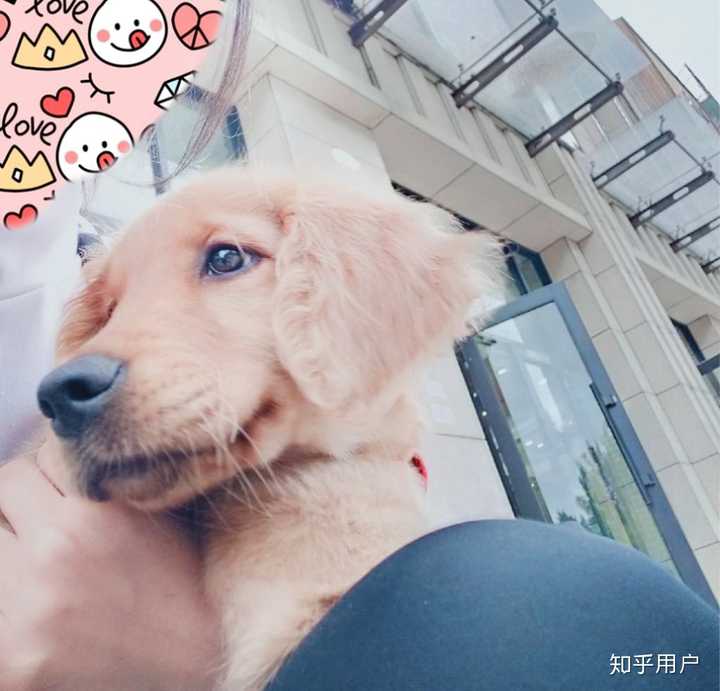 我家沙雕狗子