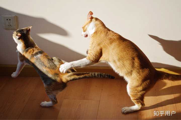 如何判断两只猫是真打架还是假打架?