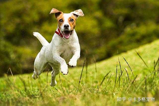 怎样训练狗狗定点上厕所?