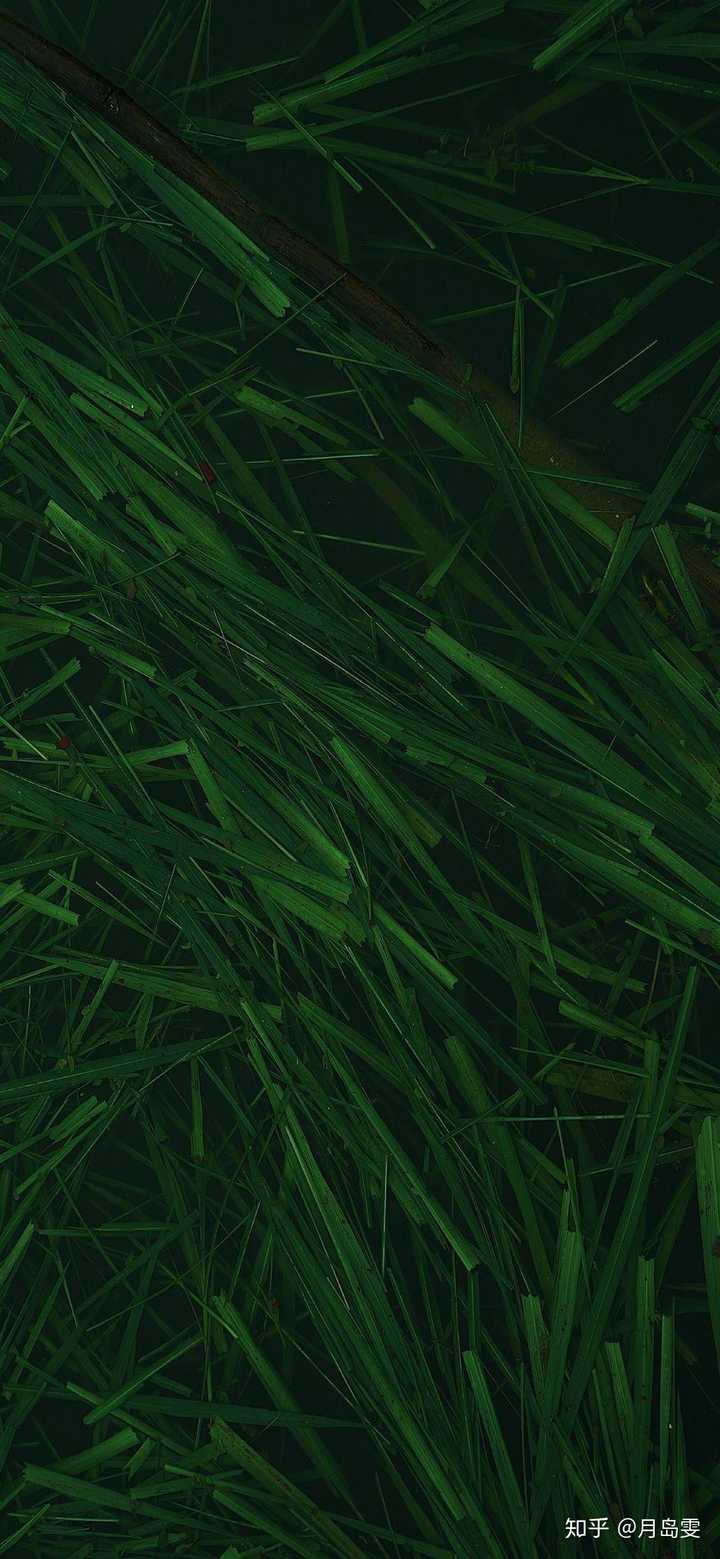 有哪些极富美感的绿色系壁纸?