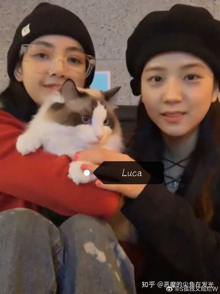 lisa的三只猫分别猫是什么品种?