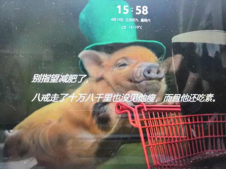 别指望减肥了! 八戒走了十万八千里也没见他瘦,而且他还吃素!
