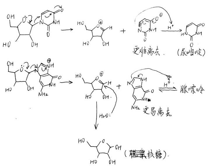 rna水解为什么测定嘌呤碱而不是嘧啶碱