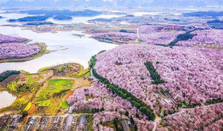 1,平坝农场樱花园 地址:贵州省安顺市平坝区樟缘路与贵安大道交叉口