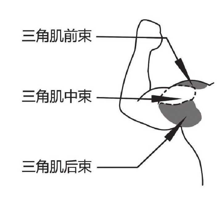 来,让我们一起认识一下肩部三角肌