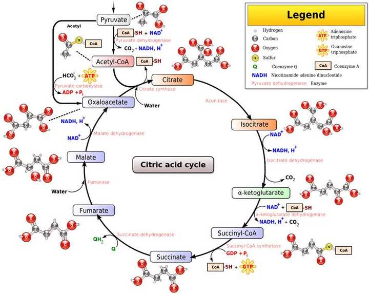 图4. krebs cycle (图3中上方红圈)