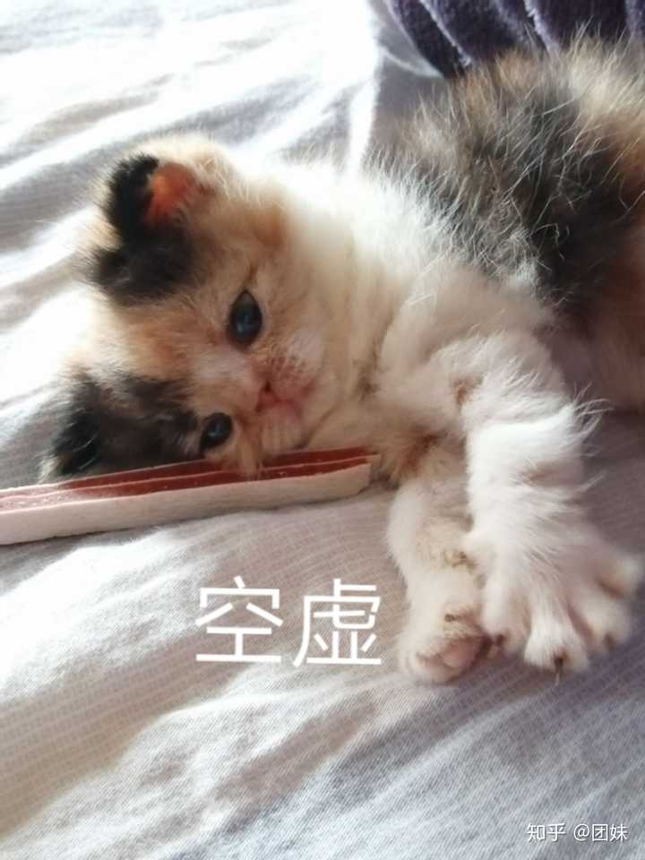 心情不好,可以给我发一些可爱的猫咪图片吗?