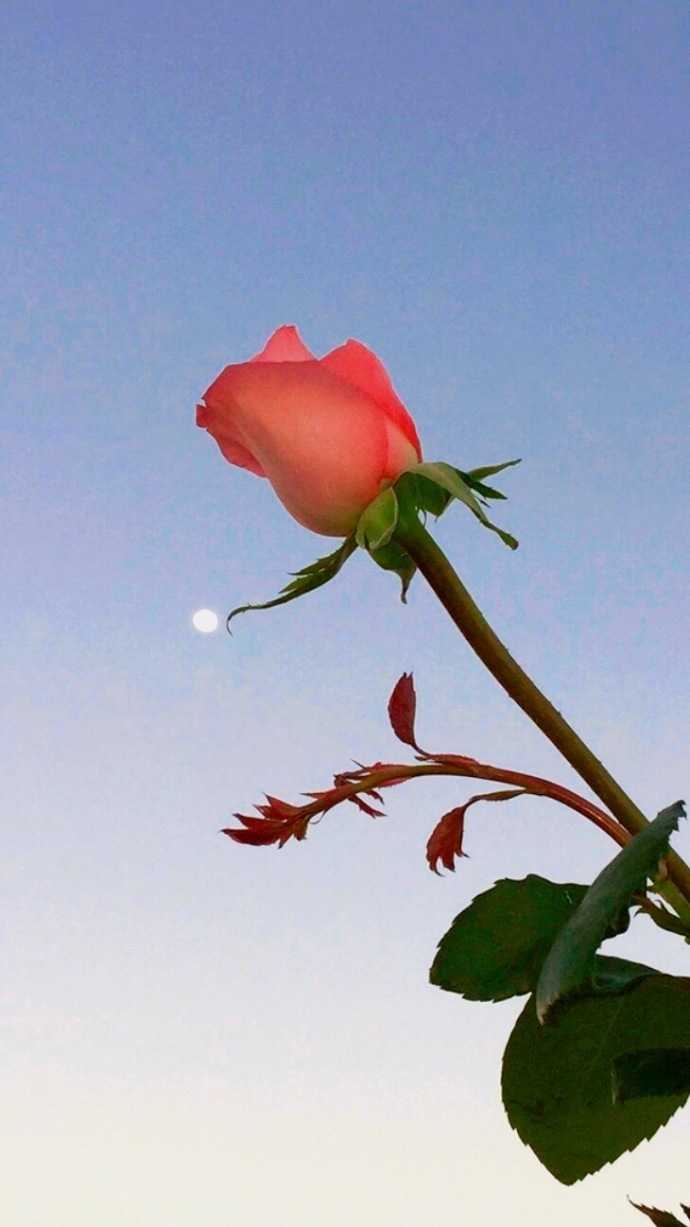 求一些文艺复古的花的壁纸.
