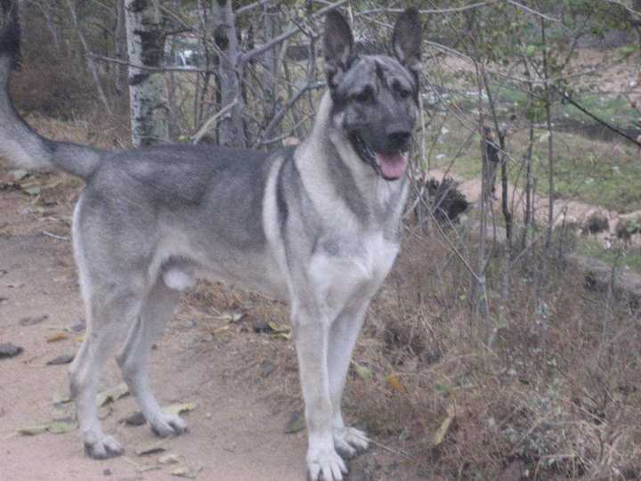 求一只中大型犬的品种名称?