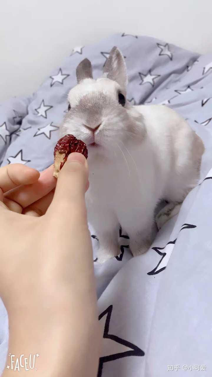 有必要养一只上百的兔子么?