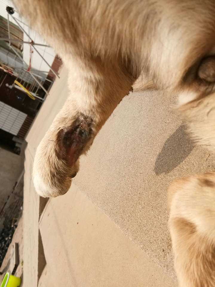 养狗是一种怎样的体验?