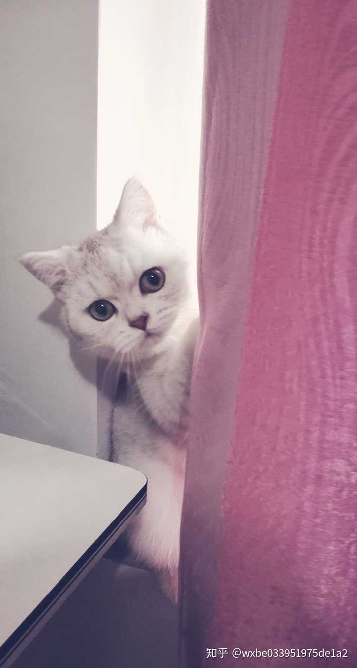 一只猫能可爱到什么程度?