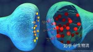 突触小泡位于突触前神经元的轴突末端,直径只有几十纳米.