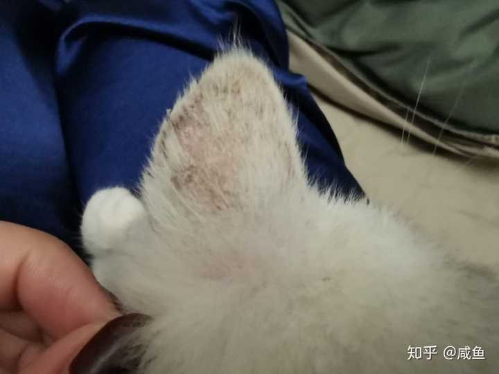 求问这个是不是猫癣吗