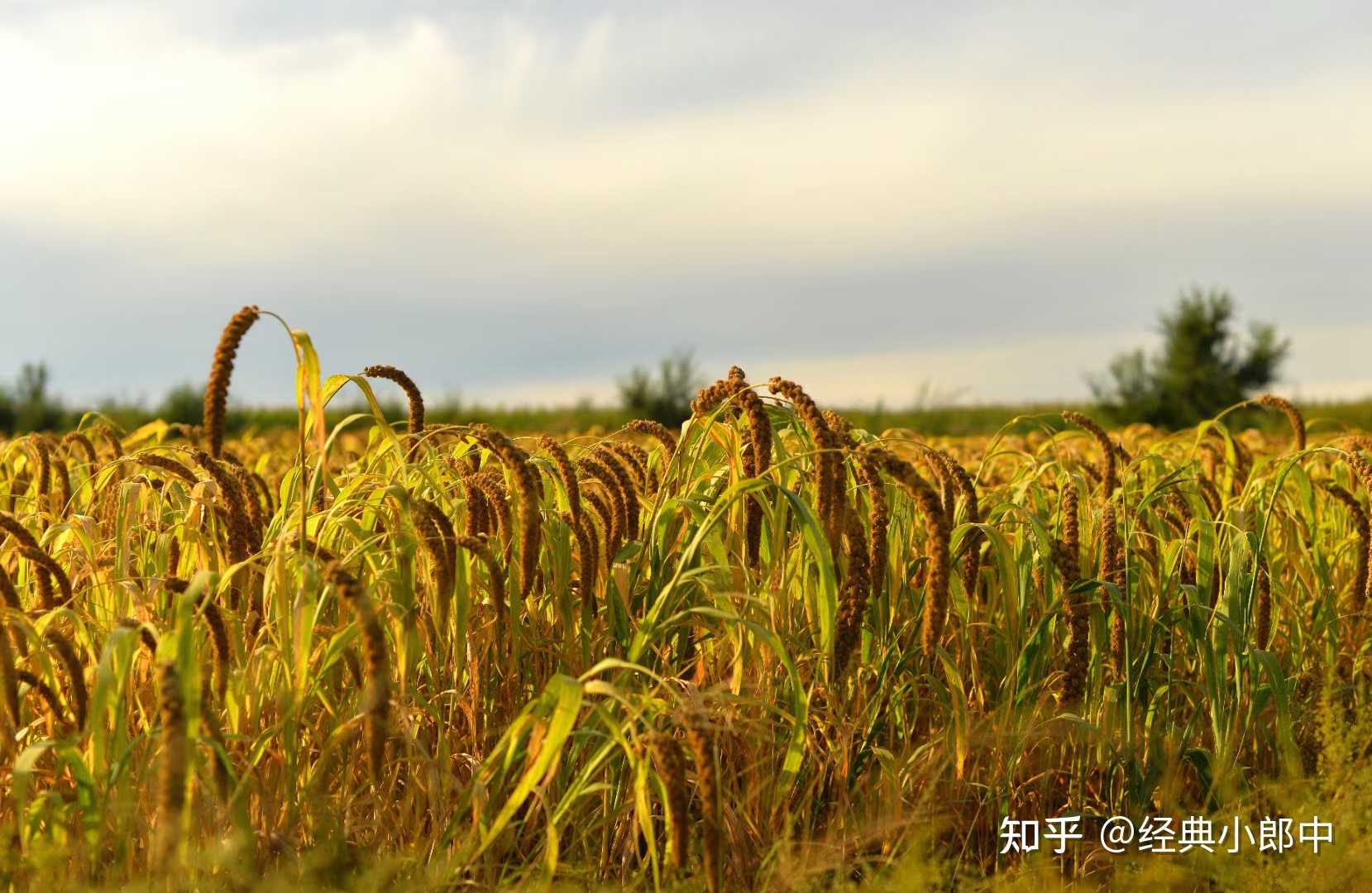 经典小郎中 的想法: 小米:粟 稷或谷,出产粮食为小米