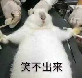 这个兔子的表情包也好好笑昂,被医学生围绕的感觉 头冷.