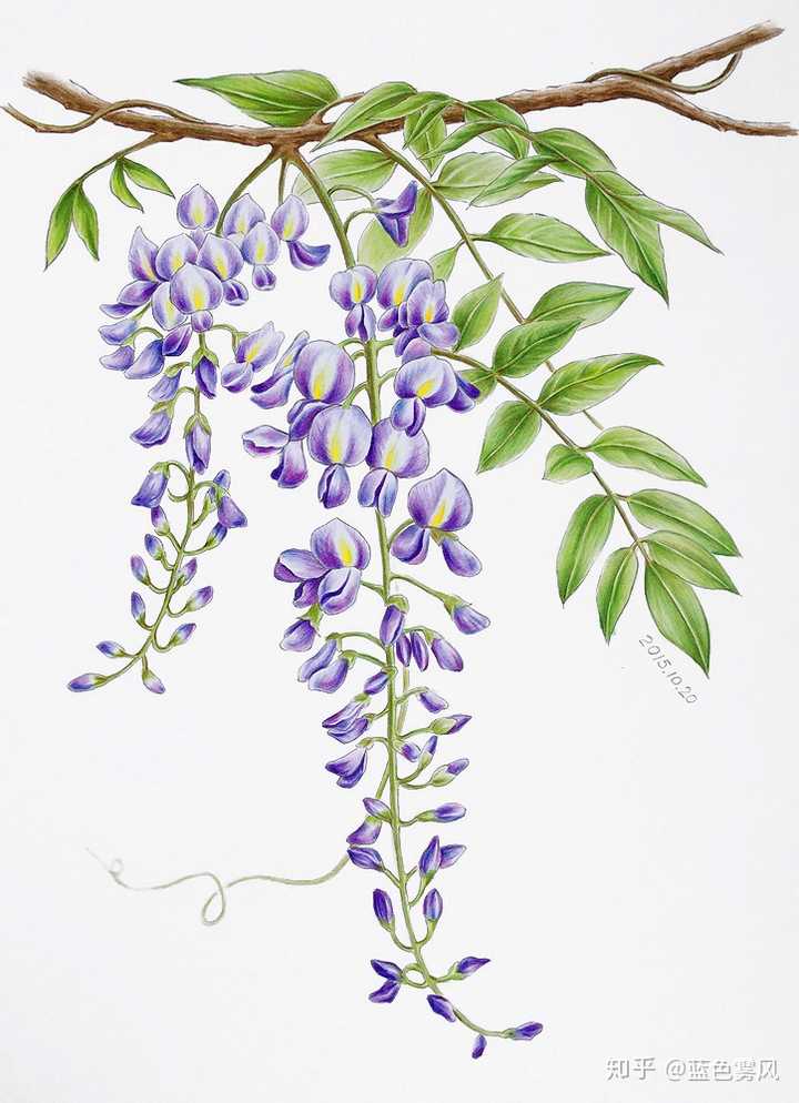 临摹彩铅画,紫藤花