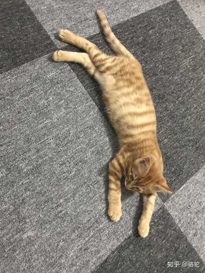 橘猫小时候是不是都很瘦?