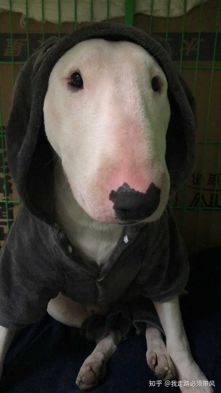 家里丑狗生活照一张