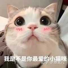 有哪些可爱到哭泣的猫咪图片或者表情包?