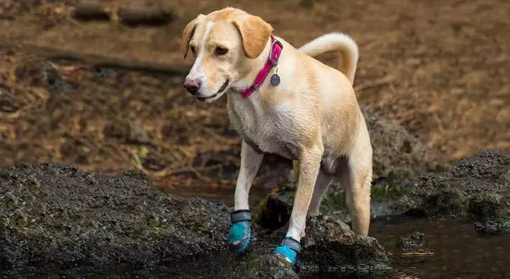 短靴也是必备的,狗狗的脚垫很细嫩,短靴可防止脚垫在崎岖的山路上被