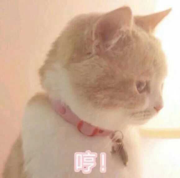 有哪些可爱的表情包?