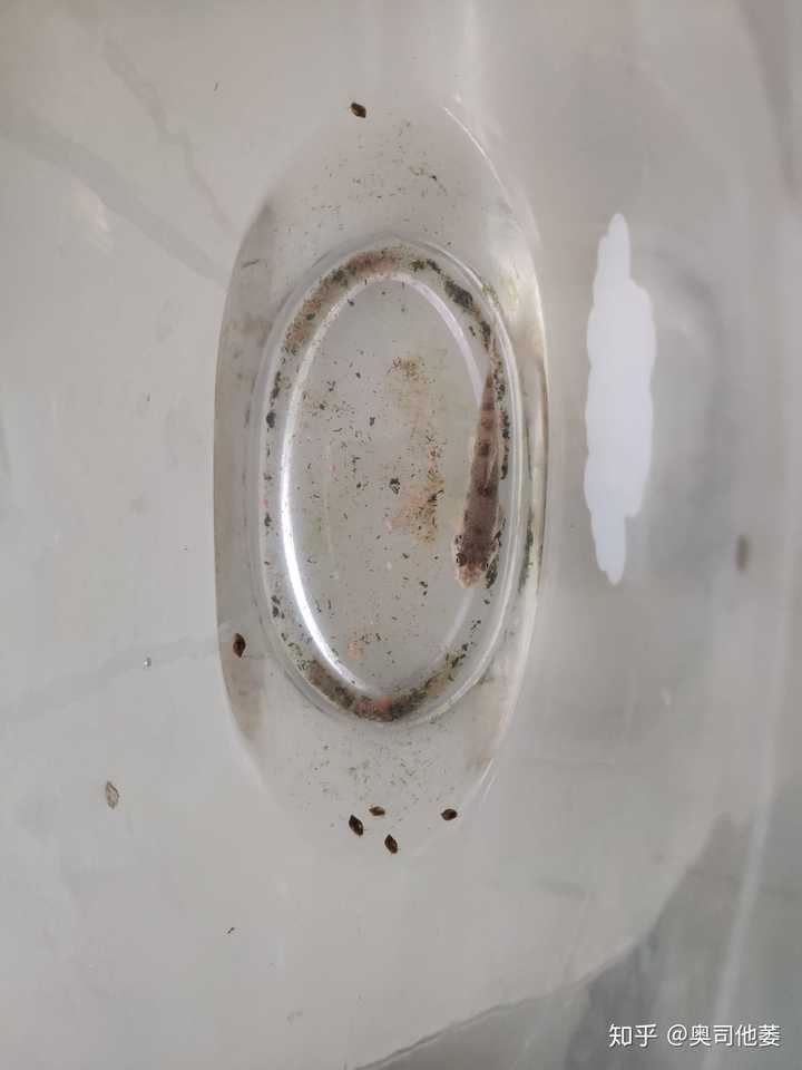 我放弃了创造生物链的念头,采取人工治理鱼屎的办法,买了根吸引器,十