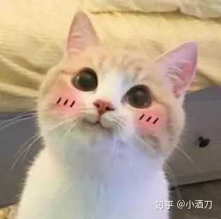 为什么一个男生总是爱发小猫的表情包?