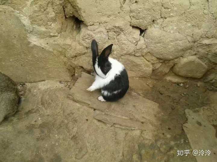 小白兔后来长成很大的大白兔.