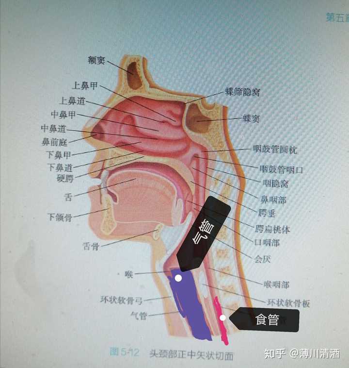 关于人体,你有哪些不知道的冷知识?