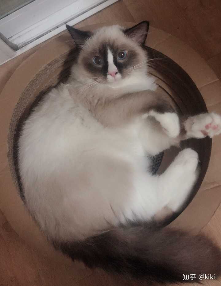 布偶猫能丑到什么程度