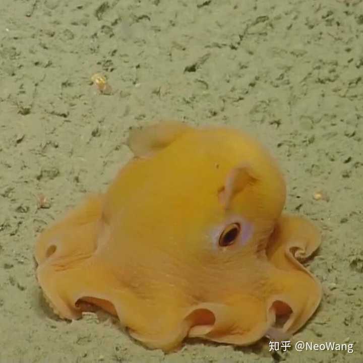 小飞象章鱼 grimpoteuthis bathynectes 似李!芒果大福!