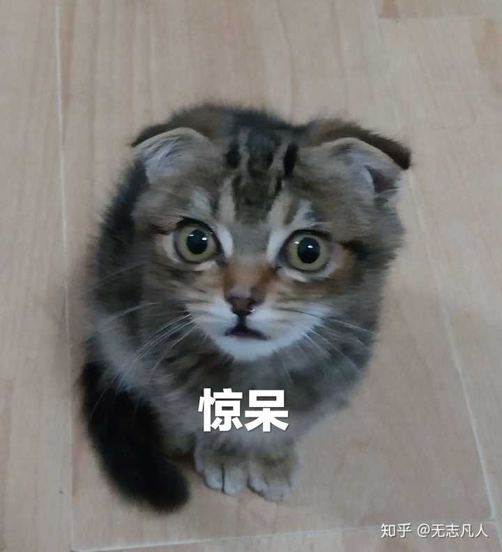 拥有一头回头率高的猫是一种什么样的体验