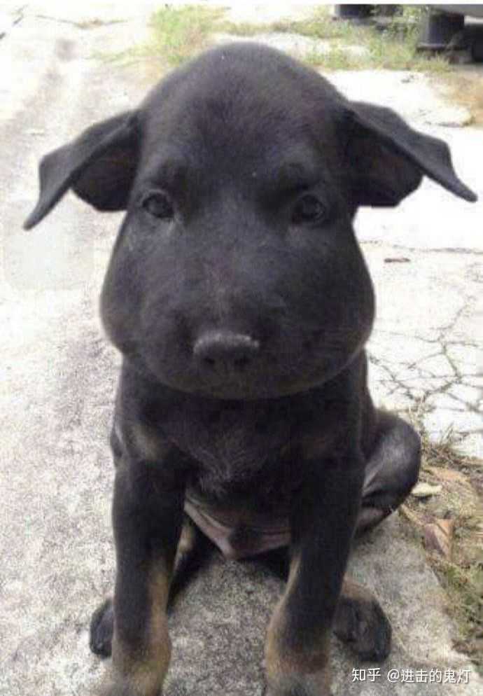②狗界肿脸新兄弟