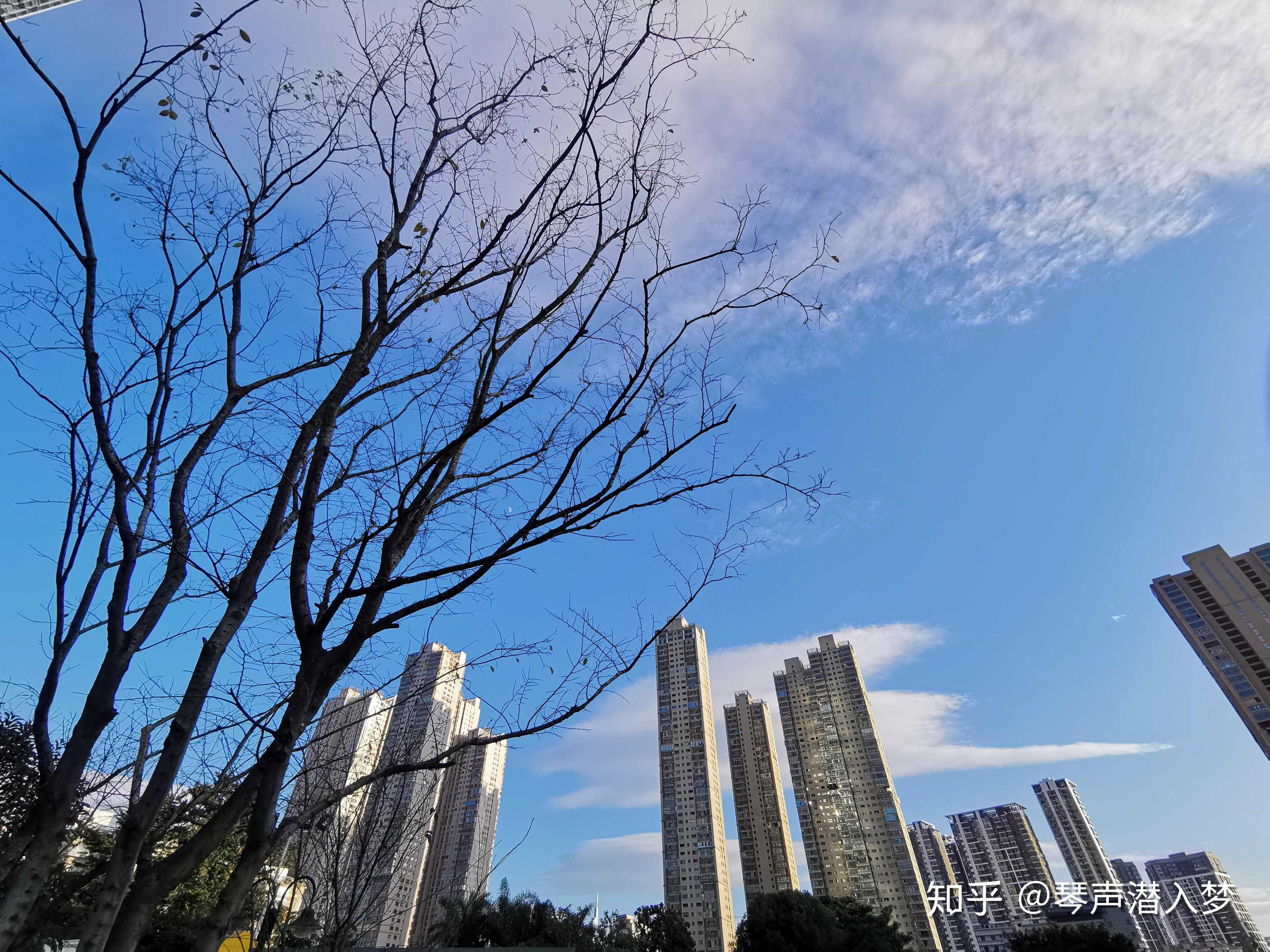 冬天来了# 今天又升温了,太阳晒得人很暖和,如果我是一株植物,光合