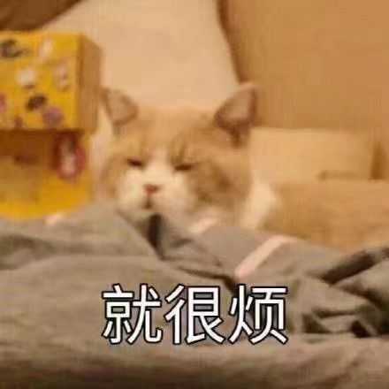 你们有没有珍藏着的猫咪表情包?