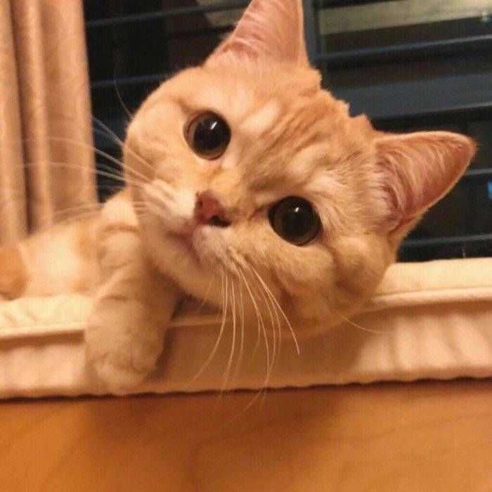 求图来了 有没有敲可爱的猫咪头像?
