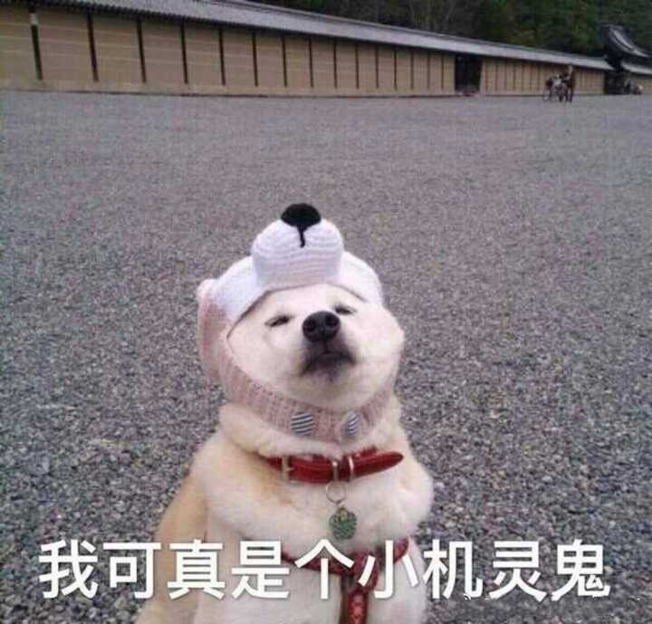 有哪些可爱逗比的表情包?