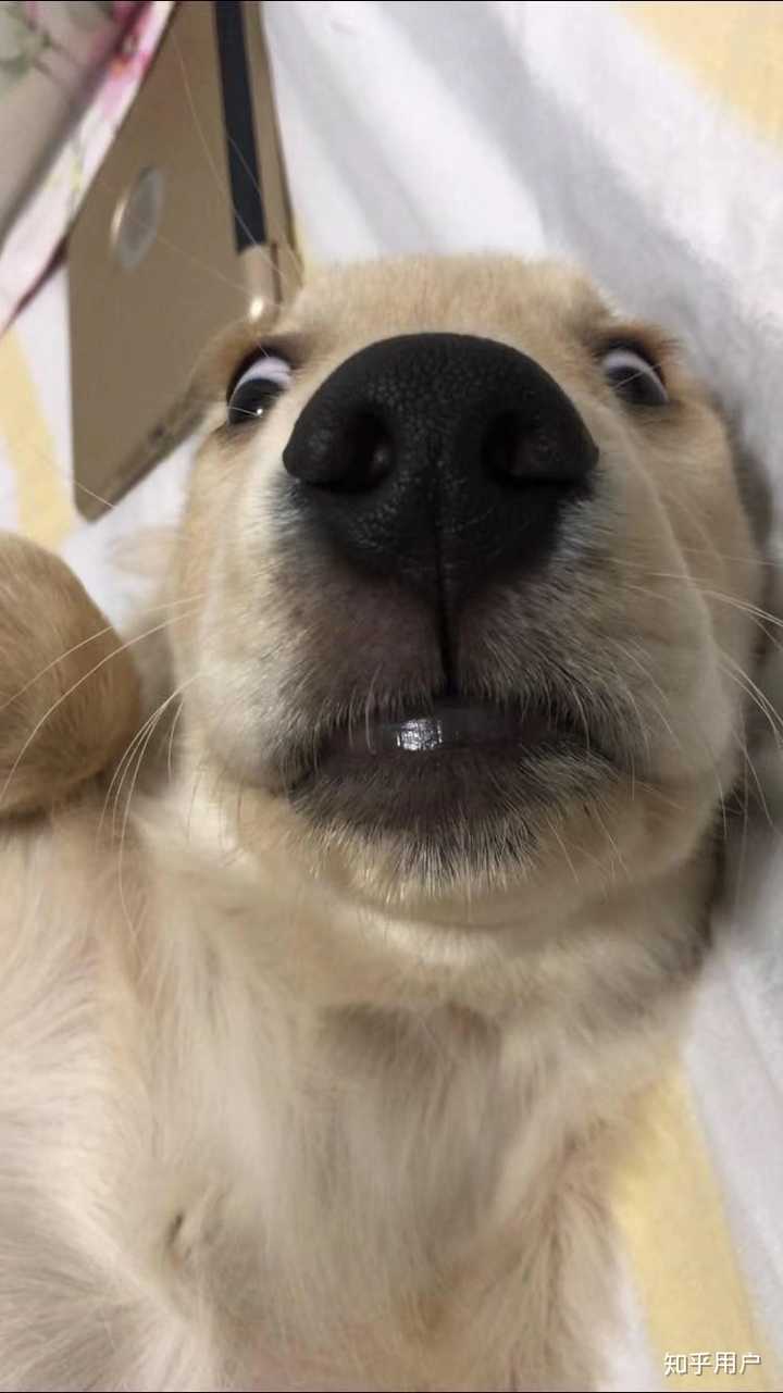 调皮: 社会: 傻乐: 海豹视角: 严肃: 开心: 贱贱的笑: 挨训