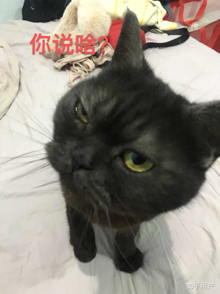 只就是黑不溜秋的,主人就便宜卖了,后来查了一下,这个颜色叫黑银渐层