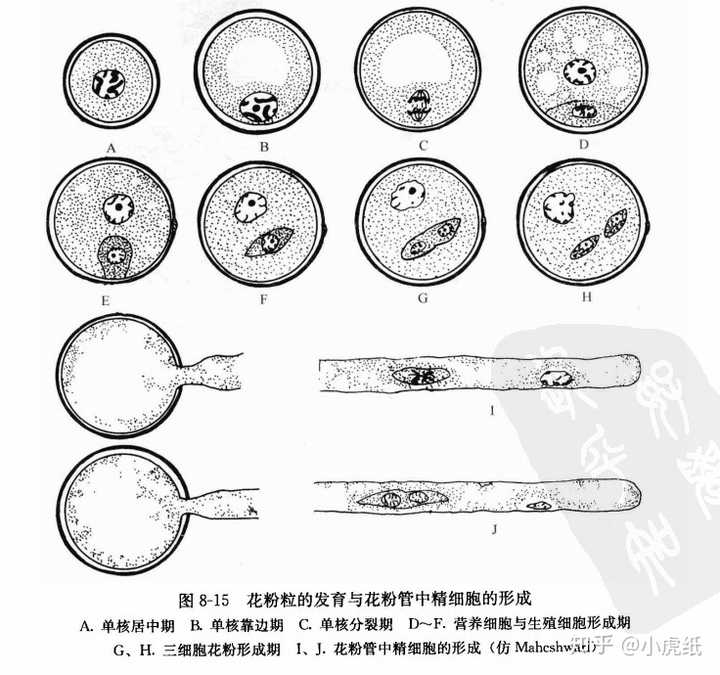 花粉是配子吧?